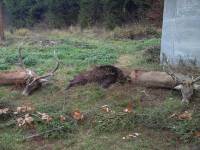 Rothirsch Jagd in Kroatien
