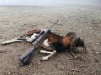 Widder Jagd in der Slowakei
